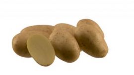 Arizona Patates Tohumu