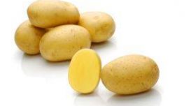 Agria Patates Tohumu