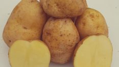 Madeleine Patates Tohumu