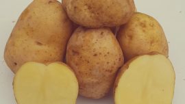 Madeleine Patates Tohumu
