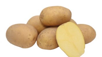 VOGUE Patates Tohumu