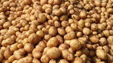 ÜNLENEN Yerli Patates Tohumu