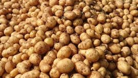 ÜNLENEN Yerli Patates Tohumu