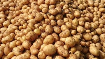 ÜNLENEN Yerli Patates Tohumu